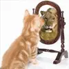 kitten and lion avatar