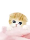 Cute Cat