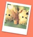 pig love