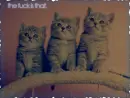 kitties