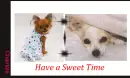 Have a Sweet Time