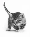kitty