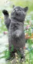 summer Cat