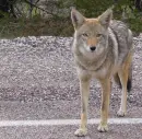 coyote