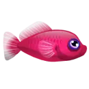 Pink Fish