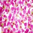 Background - Pink Orchids
