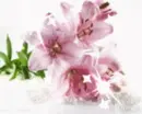 Background - Pink Sparkle Lilys