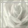 white rose