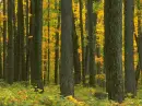 Forest Background