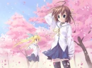 the sakura in full bloom