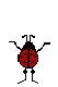 Ladybug