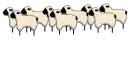 Sheep