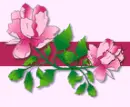 Pink Flower