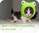 Cute Kitten