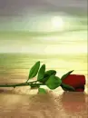 rose on the beach