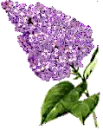 purple flower