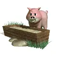 pig eating