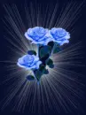 blue and yellow roses