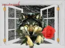 Wolf with rose