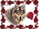 Wolf in roses