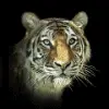 growling tiger