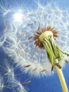 make a wish