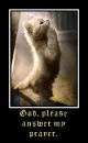 Praying Cat