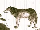 wolf drawed by ME