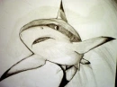 shark drawed by me