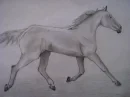 horse drawed by me