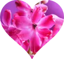 Background - Pink Flowers