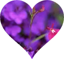 Background - Purple & Pink Flowers