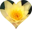 Background - Yellow Flower