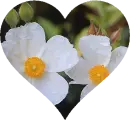 Background - White and Yellow Flowers