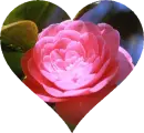 Background - Pink Camellia Flower