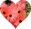 Background - Orange Flowers