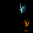 Background - Butterfly Lighting