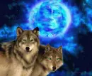Wolf in the night