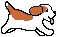 Jack Russell Terrier Running