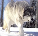 Wolf in snow