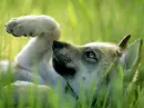 wolf cub