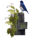 Bluebird Visitor - Rita
