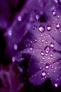 purple rain