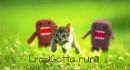 Domo chasing cat