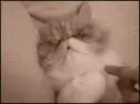 Kitty Facepalm