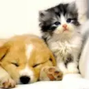 Kittenand Puppy