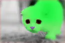 Green Cat