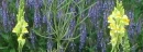 lavender butter and eggs