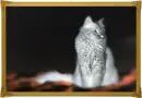 Glowing Nebelung