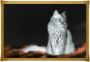 Foopet Nebelung